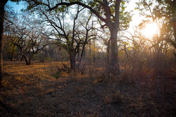 Fototapeta na wymiar Dawn sunshine through trees