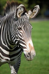 Fototapeta na wymiar The Grevy's zebra, Equus grevyi