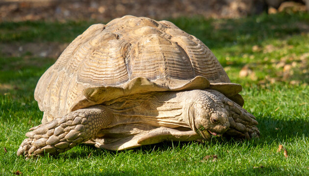 Galapagos Giant Tortoise, Geochelone elephantopus 