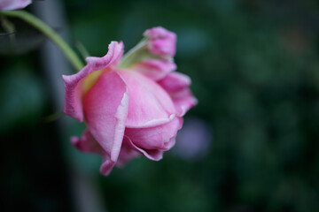 pink rose bud