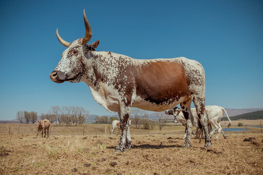 Nguni cow standing in a farm field