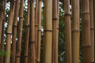 Tropical bamboo forest. World Wildlife Day, nature, forest conservation, ecology concept. Natural background for cover, advertisement, brochure, etc.