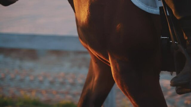 Close-up view of the Dark Bay Horse legs. Female jockey wearing boots riding on horseback. The horse is walking slowly on the sandy ground. The footage is made during the golden hour. 