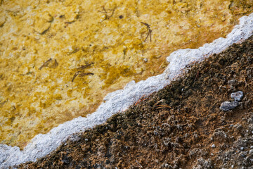 Thermophilic bacterial mats, Yellowstone National Park