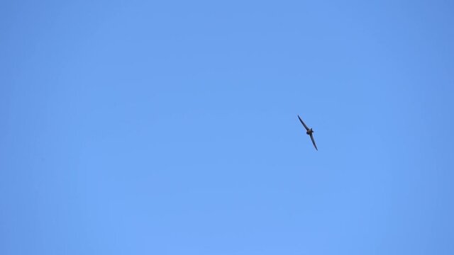 Rapid flight the Common swift also named as martlet or Apus apus in detail. Slow motion shot