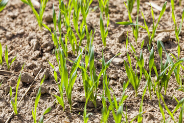 field with a new crop of plant food