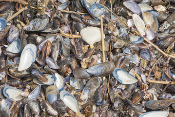 textura de mejillones