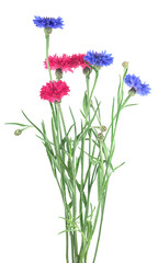 Beautiful bouquet of colorful cornflowers isolated on a white background. Blue and pink cornflowers.