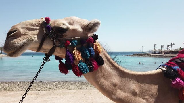 Tourist camel walking on the beach of Egypt