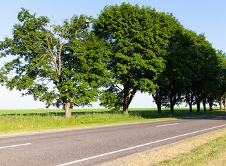 maple trees growing along the road