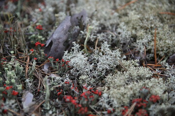 White moss at pine forest at summer