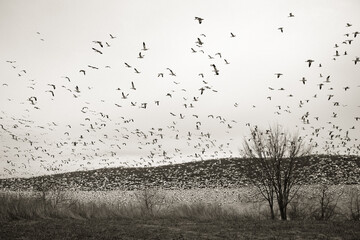 thousands of snow geese black and white