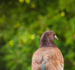 A beautiful dove peeks curiously.