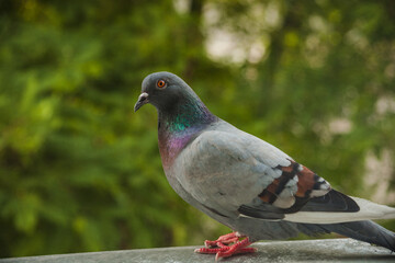 A young pigeon peeks out the window.