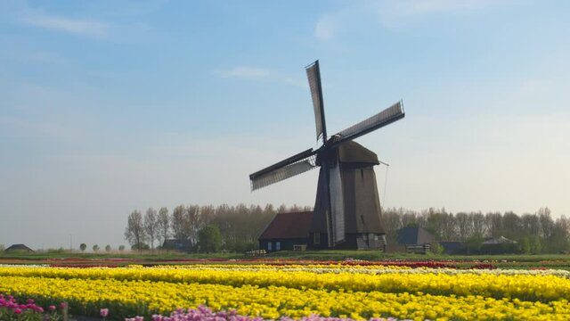 AERIAL, COPY SPACE: Scenic shot of a windmill surrounded by colorful tulip fields. Cinematic flying view of a mill and wooden house in the middle of a vivid field of tulips in rural Netherlands.