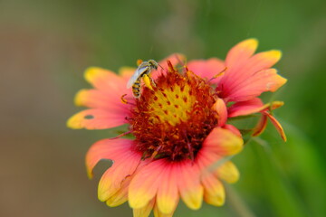 Fire Wheel, Indian Blanket, Sundance, Blanket Flower, Gaillardia pulchella Foug. bee pollination