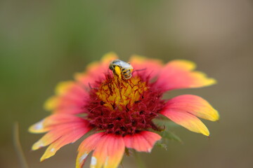Fire Wheel, Indian Blanket, Sundance, Blanket Flower, Gaillardia pulchella Foug. bee pollination 3