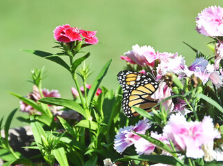 Monarch Butterfly on Flowers