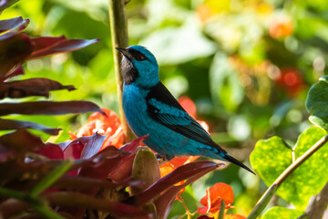 The blue dacnis (dacnis cayana) in the Atlantic Forest