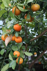 Tangerine tree