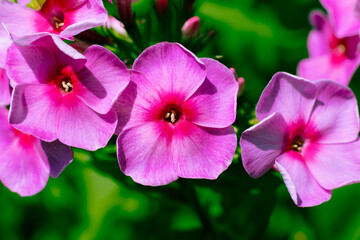 Beautiful petunia flowers macro photography with differential focus. Pink blossoms for the desktop image.