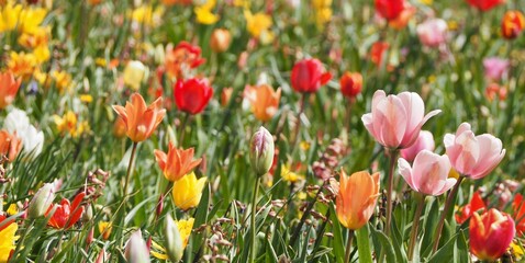 Colorful flowers in the field