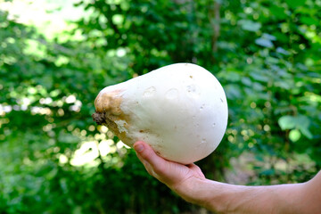 man holding a huge white mushroom in his hands, Calvatia gigantea, foliage of green trees in the background, forest, nature wonders concept, ecology conservation