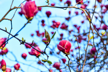 Magnolias in bloom. Amazing nature, beautiful flowers. Perfect natural background