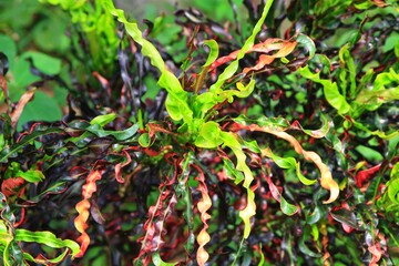 leaves on the ground