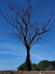 tree in the middle of nowhere
