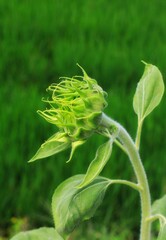 bud of a sunflower
