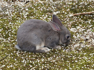 Lapin petit-gris suisse au pelage bleu-gris perlé avec de petites touffes de poils brun clair, ventre et poitrine blanc
