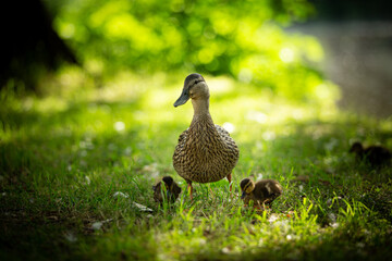 female Mallard duck taking care of her chicks on grass