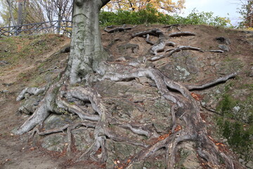Fototapeta na wymiar Tree in the forest