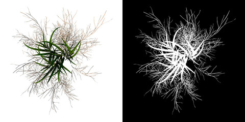 Top view of Plant ( Dry tall grass 1) Tree png with alpha channel to cutout made with 3D render