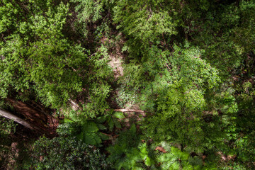 View from above on the rainforest in Australia. Top view forest tree, Rainforest ecosystem and healthy environment concept. View from above on the green rainforest. - obrazy, fototapety, plakaty
