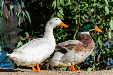 Patos 