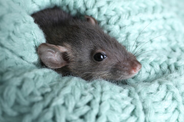 Cute small rat wrapped in light blue knitted plaid, closeup