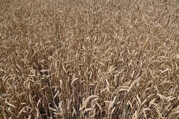 background made of mature natural wheat