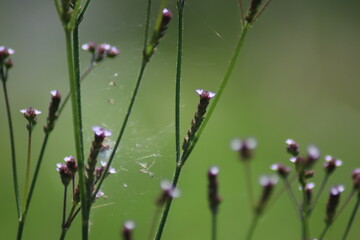 grass and flowers