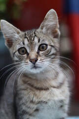 portrait of a cat