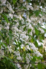 Bird cherry branches
