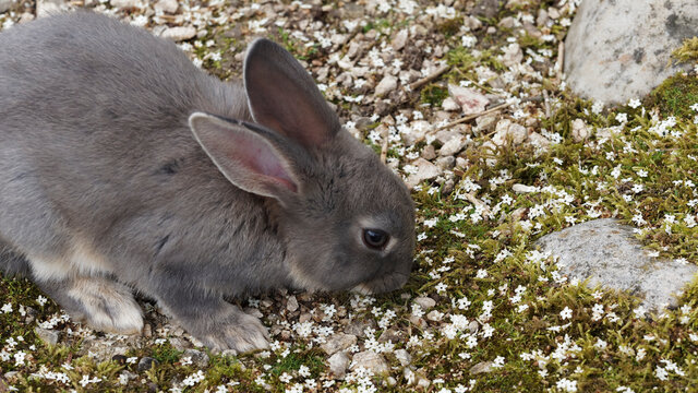 Lapin petit-gris suisse au pelage bleu-gris perl&eacute;