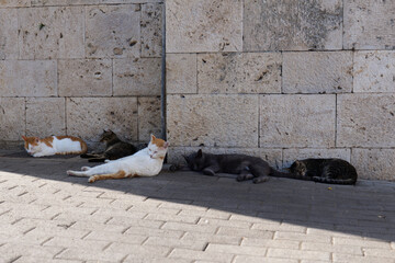 street cats sleep during  the day on paving slabs feline greek siesta