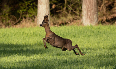 Deer jumping in forrest, Rehbock springt im Wald