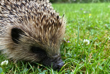 Closeup of one isolated hedgehog (erinaceus europaeus) exploring green wet grass in german garden with snout
