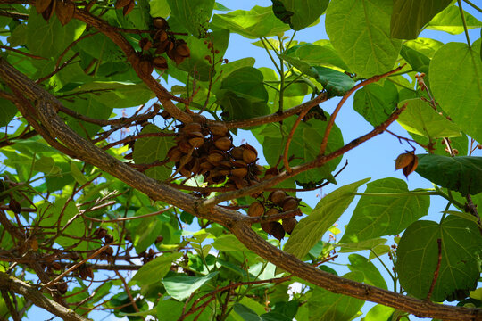 Blick auf die Fruchtkapseln von einem Blauglockenbaum - Paulownia tomentosa