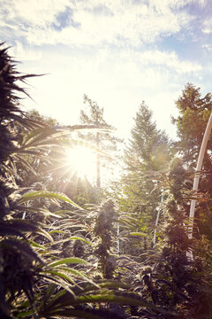 sunrise behind large colas of flowering cannabis