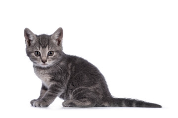 Cute grey farm cat kitten, sitting up side ways. looking towards camera. isolated on white background.