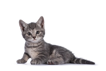 Cute grey farm cat kitten, sitting high upright side ways. looking towards camera. isolated on white background.